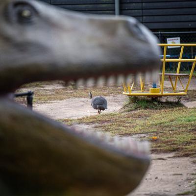 Oertijdmuseum-T-Rex-Koppen-34